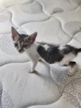 Dora