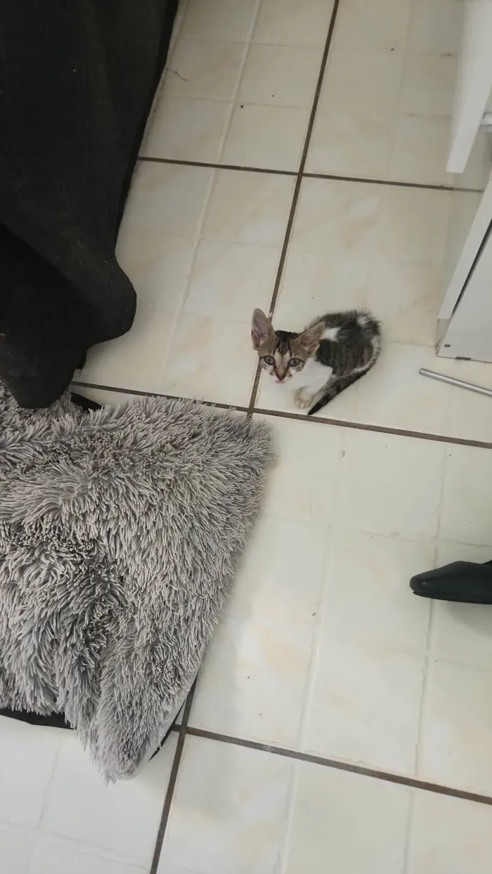 Gato ra a SRD-ViraLata idade Abaixo de 2 meses nome Dora
