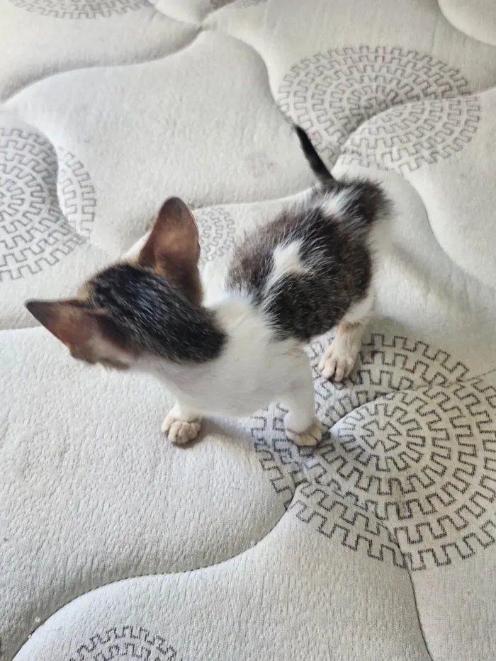 Gato ra a SRD-ViraLata idade Abaixo de 2 meses nome Dora