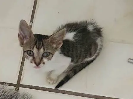 Gato ra a SRD-ViraLata idade Abaixo de 2 meses nome Dora