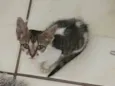 Dora