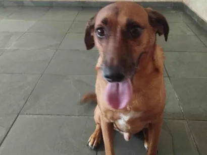 Cachorro raça SRD-ViraLata idade 4 anos nome Linel