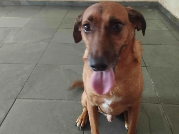 Cachorro ra a SRD-ViraLata idade 4 anos nome Linel