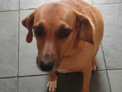 Cachorro raça SRD-ViraLata idade 4 anos nome Bele