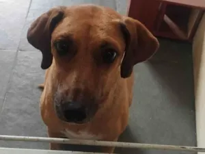 Cachorro raça SRD-ViraLata idade 4 anos nome Magali