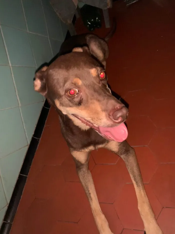 Cachorro ra a SRD-ViraLata idade 4 anos nome Raven 