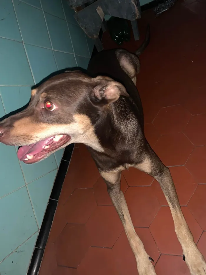 Cachorro ra a SRD-ViraLata idade 4 anos nome Raven 