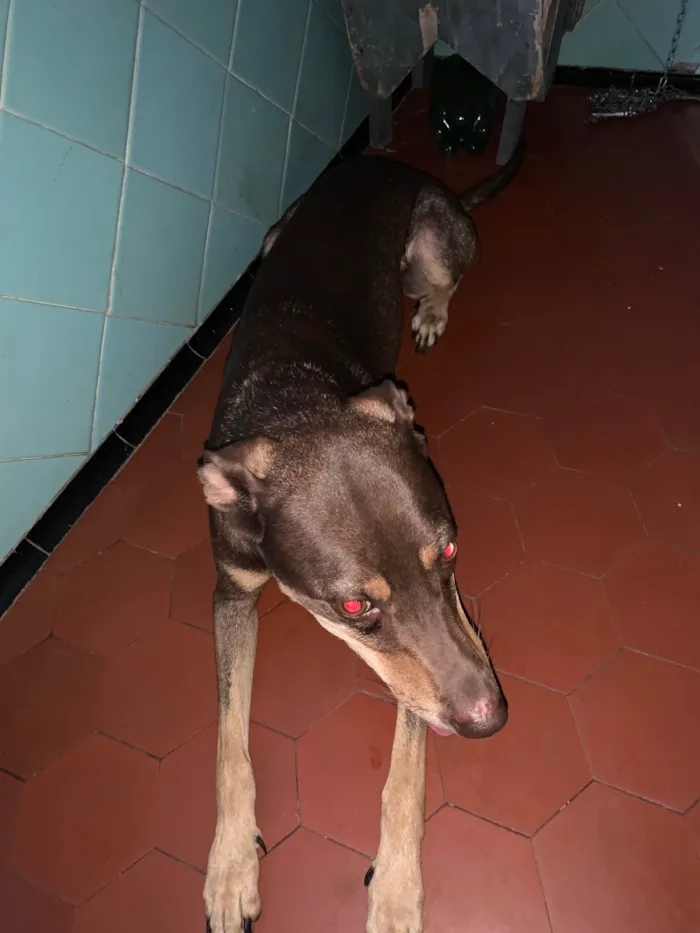 Cachorro ra a SRD-ViraLata idade 4 anos nome Raven 