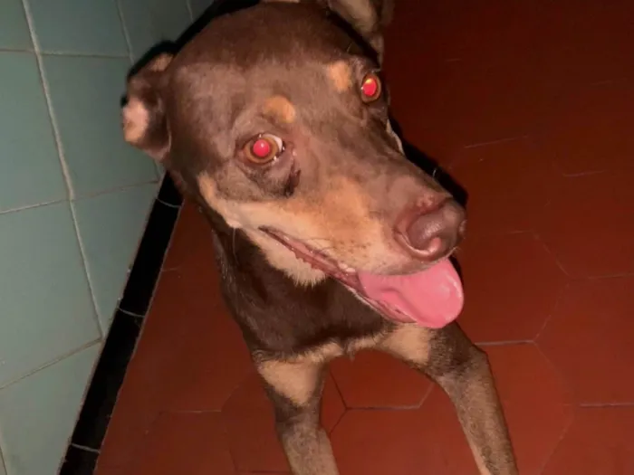 Cachorro ra a SRD-ViraLata idade 4 anos nome Raven 