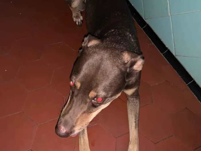 Cachorro ra a SRD-ViraLata idade 4 anos nome Raven 