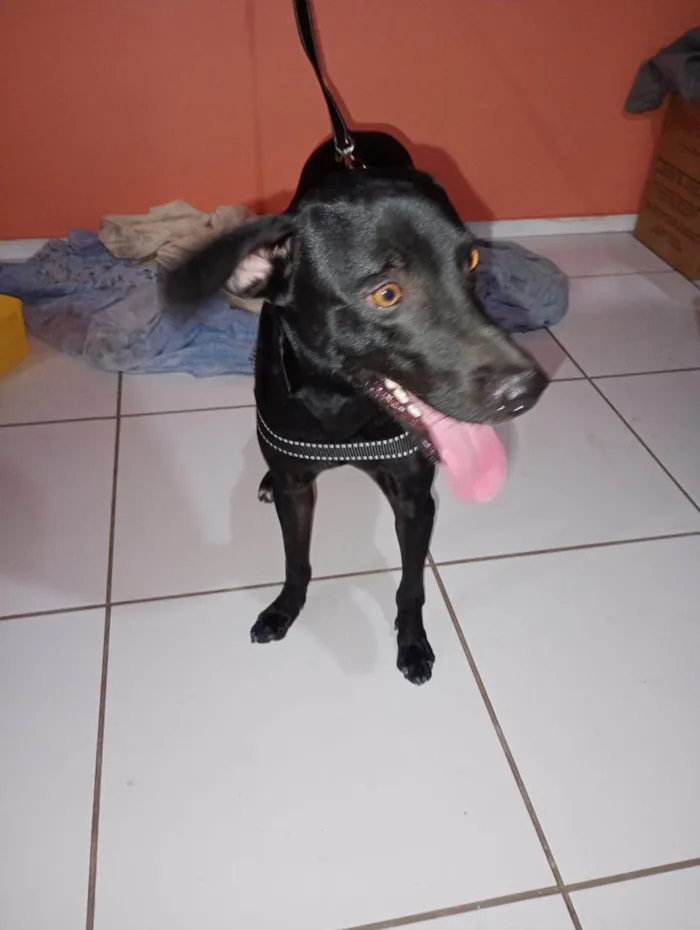 Cachorro ra a Fila idade 1 ano nome Kile