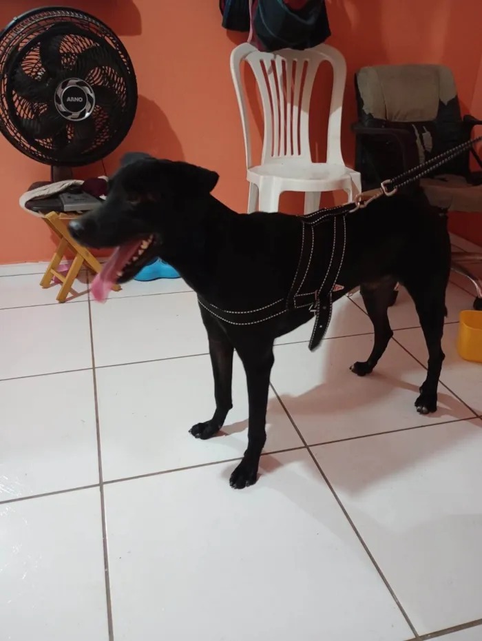 Cachorro ra a Fila idade 1 ano nome Kile