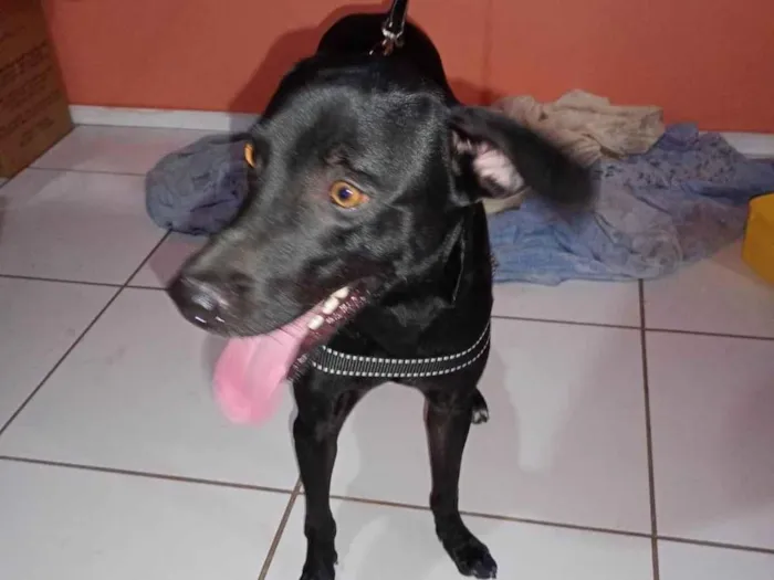Cachorro ra a Fila idade 1 ano nome Kile
