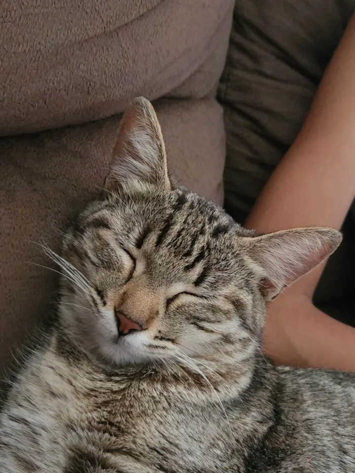 Gato ra a SRD-ViraLata idade 2 a 6 meses nome Ana luiza stenberque 