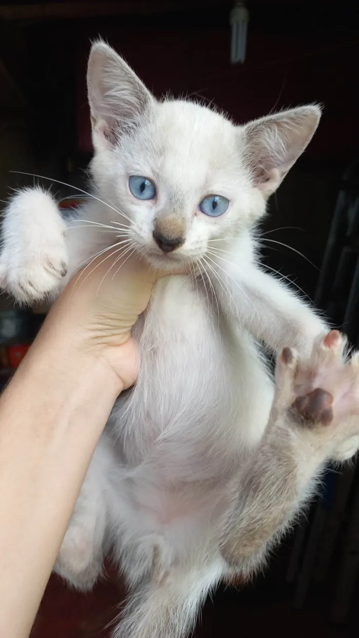 Gato ra a SRD-ViraLata idade 2 a 6 meses nome Gatinhos sem nome 