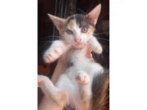 Gato raça SRD-ViraLata idade 2 a 6 meses nome Gatinhos sem nome 