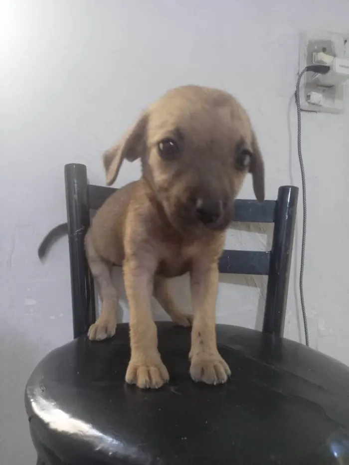 Cachorro ra a SRD-ViraLata idade 2 a 6 meses nome Aninha