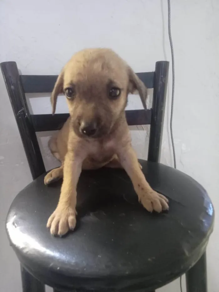 Cachorro ra a SRD-ViraLata idade 2 a 6 meses nome Aninha