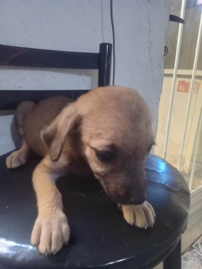 Cachorro ra a SRD-ViraLata idade 2 a 6 meses nome Aninha