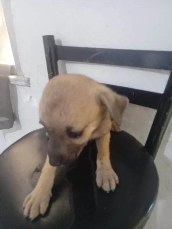 Cachorro ra a SRD-ViraLata idade 2 a 6 meses nome Aninha