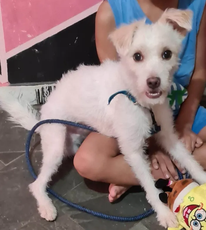 Cachorro ra a SRD-ViraLata idade 1 ano nome Pipo