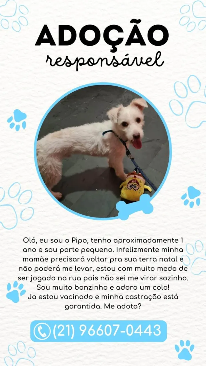 Cachorro ra a SRD-ViraLata idade 1 ano nome Pipo