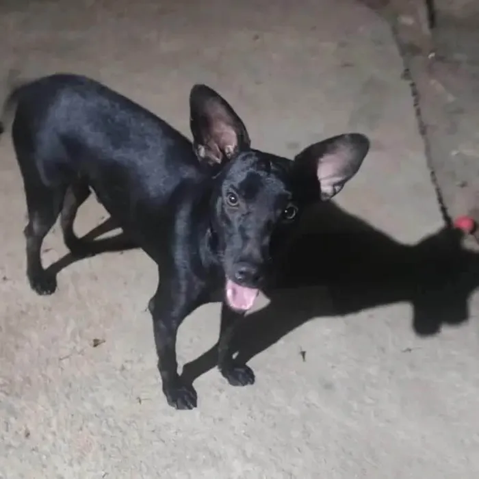 Cachorro ra a SRD-ViraLata idade 1 ano nome Messi 