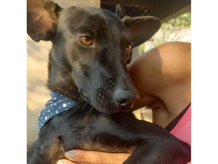 Cachorro ra a SRD-ViraLata idade 1 ano nome Messi 