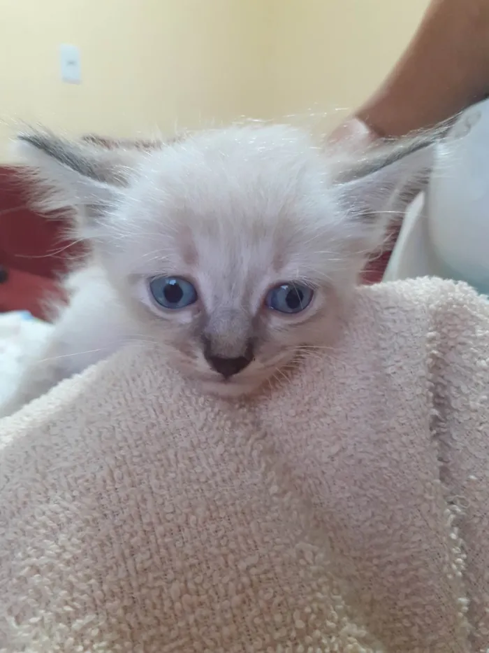 Gato ra a Siamês idade Abaixo de 2 meses nome Não tem nome