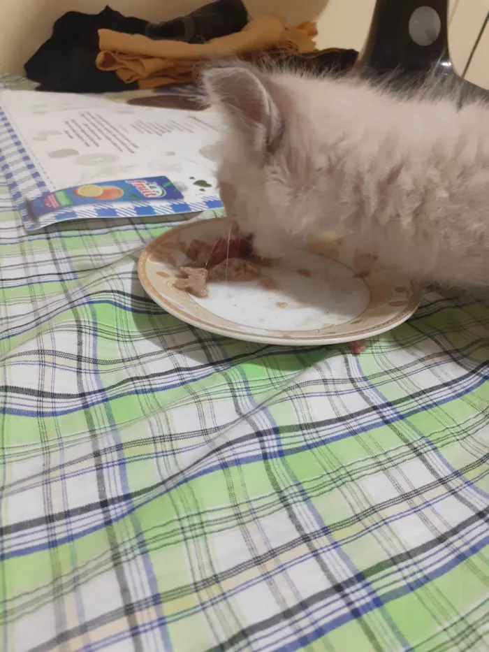 Gato ra a Siamês idade Abaixo de 2 meses nome Não tem nome