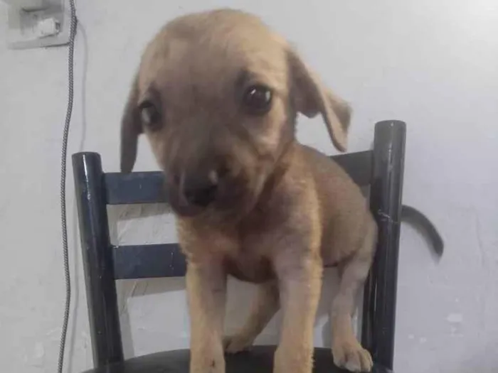 Cachorro ra a SRD-ViraLata idade 2 a 6 meses nome Aninha