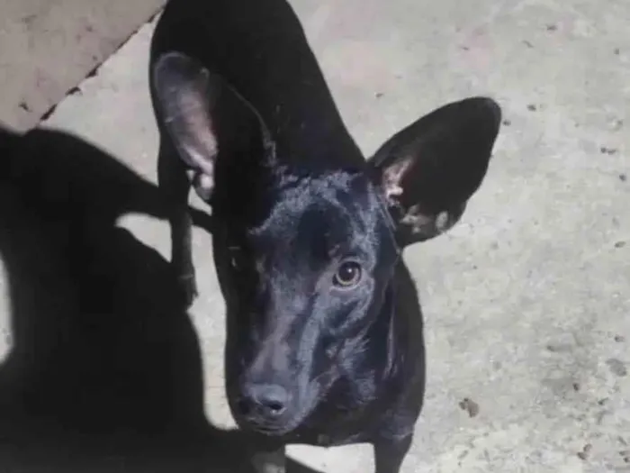 Cachorro ra a SRD-ViraLata idade 1 ano nome Messi 