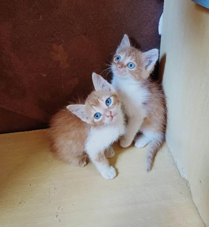 Gato ra a Persa idade Abaixo de 2 meses nome Mix Persas adocao