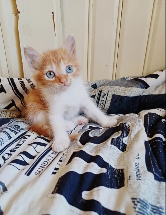 Gato ra a Persa idade Abaixo de 2 meses nome Mix Persas adocao