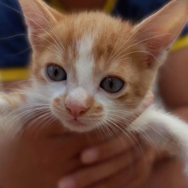 Gato ra a SRD-ViraLata idade Abaixo de 2 meses nome Marrom