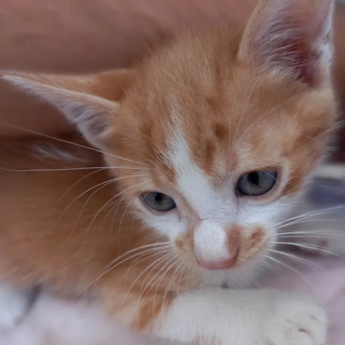 Gato ra a SRD-ViraLata idade Abaixo de 2 meses nome Marrom