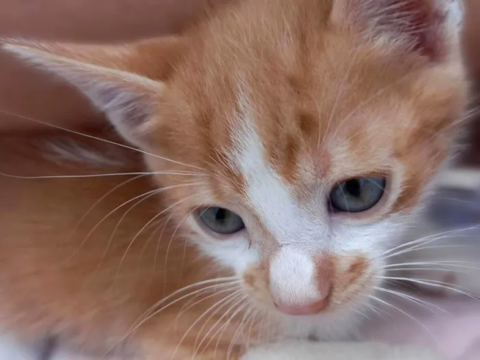 Gato ra a SRD-ViraLata idade Abaixo de 2 meses nome Marrom