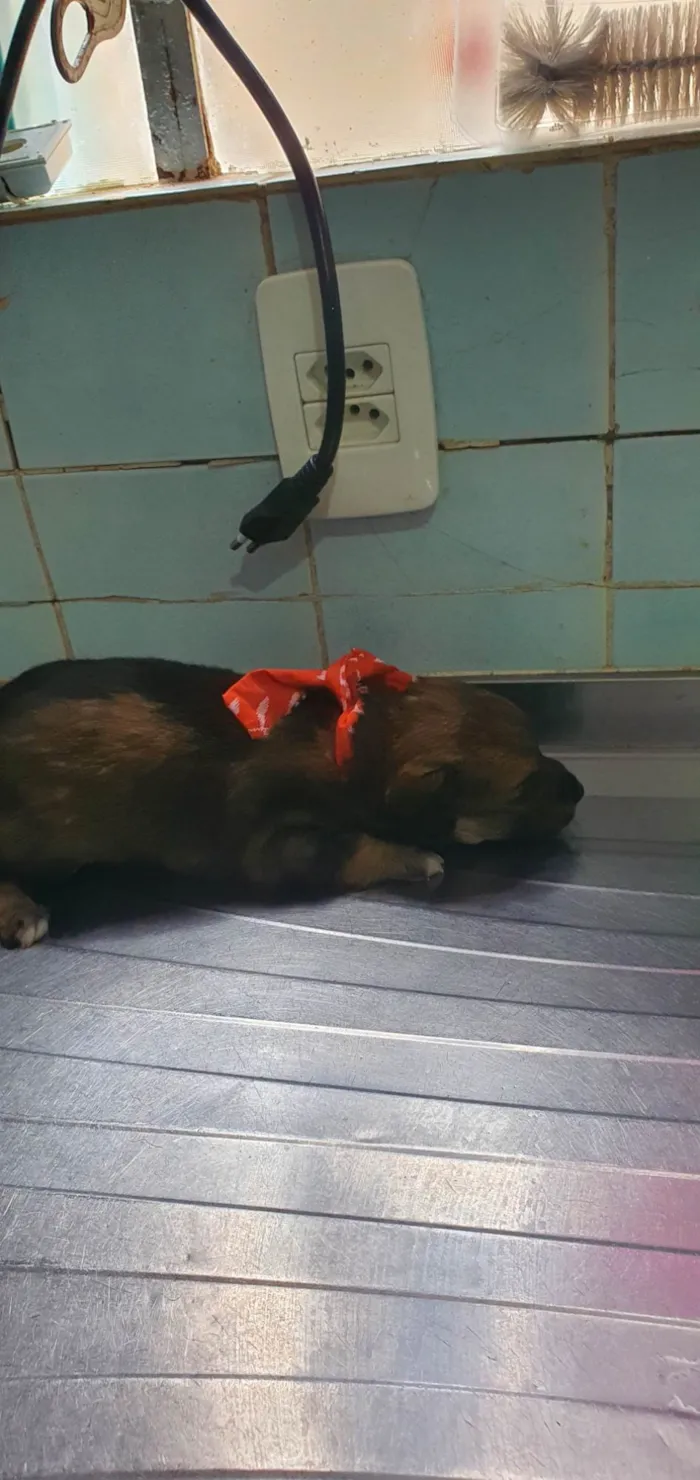 Cachorro ra a SRD-ViraLata idade Abaixo de 2 meses nome Zoe