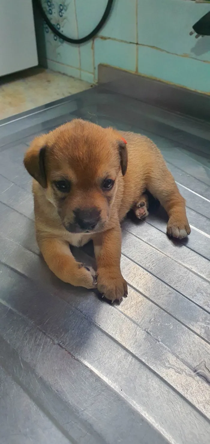 Cachorro ra a SRD-ViraLata idade Abaixo de 2 meses nome Zoe