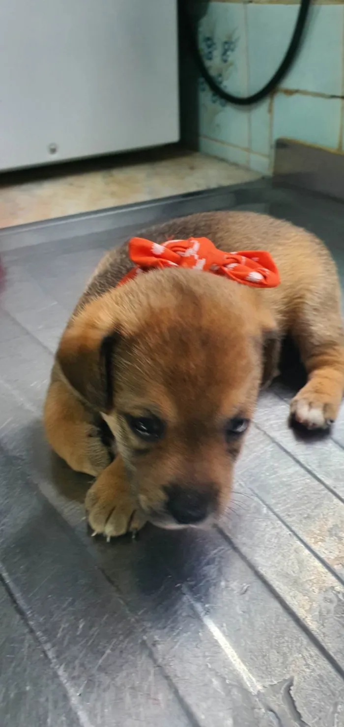 Cachorro ra a SRD-ViraLata idade Abaixo de 2 meses nome Zoe