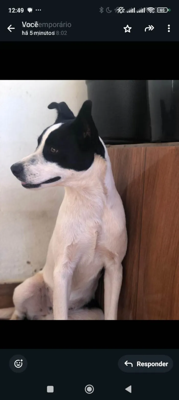 Cachorro ra a SRD-ViraLata idade 1 ano nome Baruque