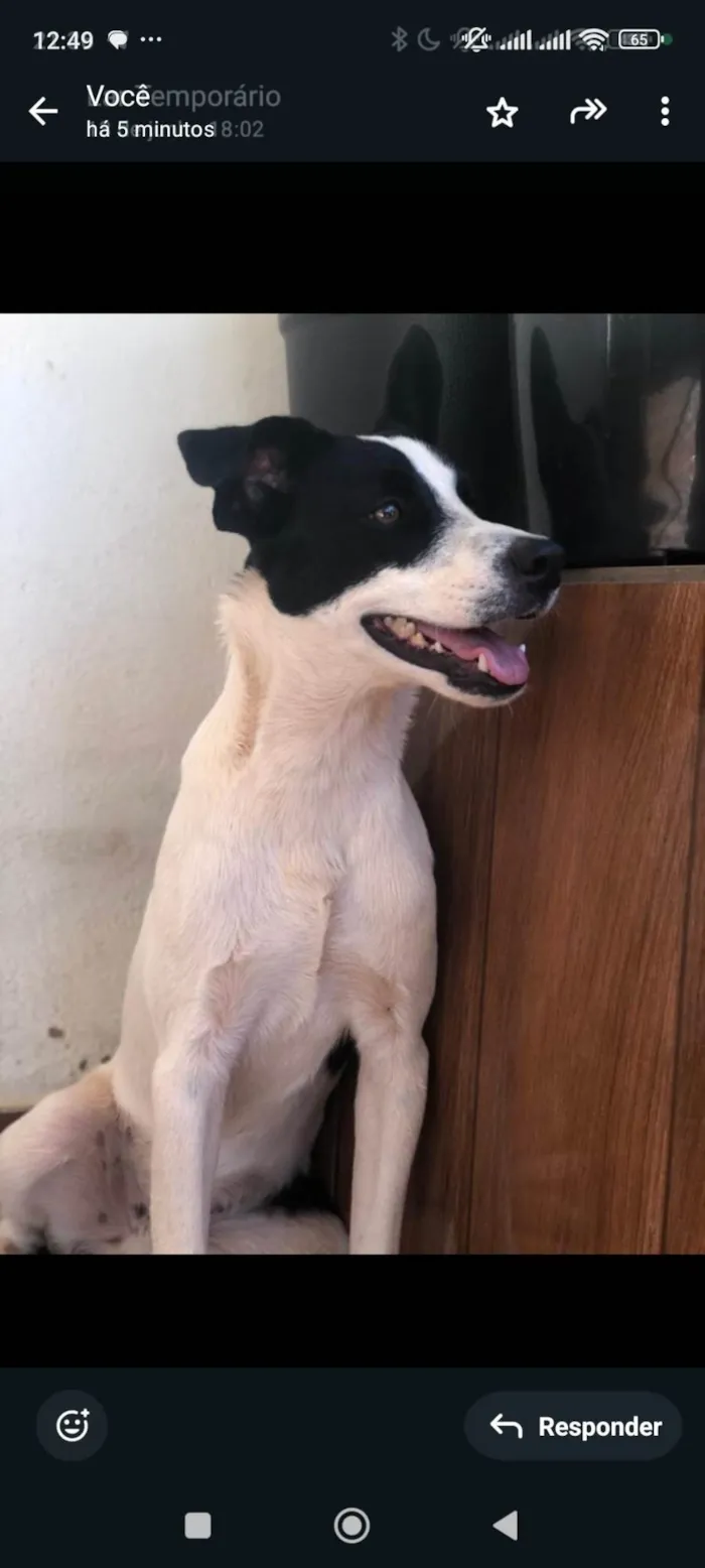 Cachorro ra a SRD-ViraLata idade 1 ano nome Baruque