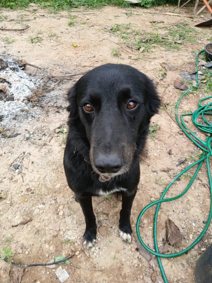 Cachorro ra a SRD-ViraLata idade 2 anos nome Vicente 