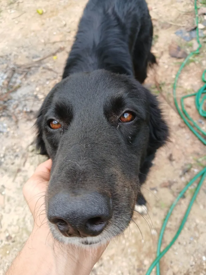 Cachorro ra a SRD-ViraLata idade 2 anos nome Vicente 