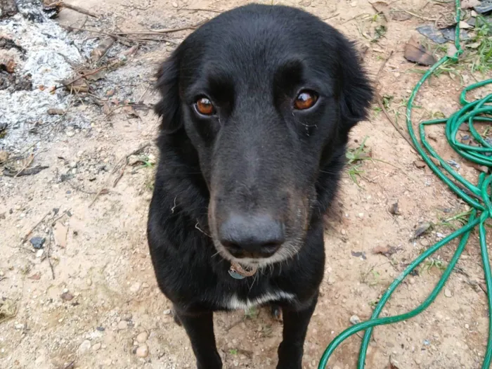 Cachorro ra a SRD-ViraLata idade 2 anos nome Vicente 