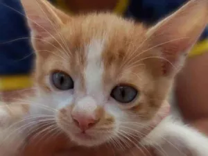 Gato raça SRD-ViraLata idade Abaixo de 2 meses nome Marrom