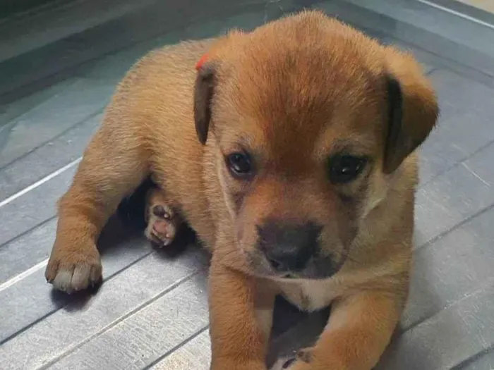 Cachorro ra a SRD-ViraLata idade Abaixo de 2 meses nome Zoe