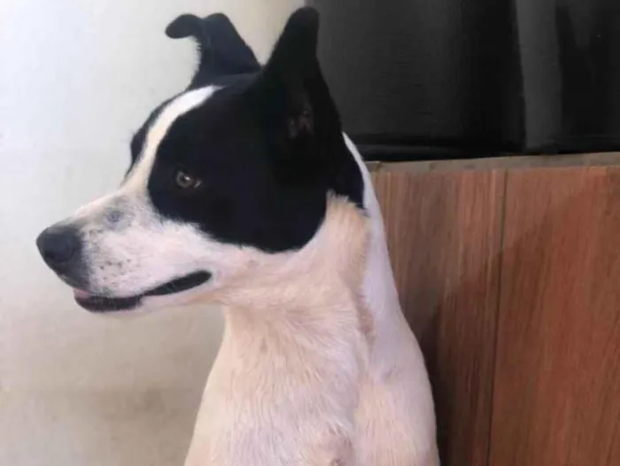 Cachorro ra a SRD-ViraLata idade 1 ano nome Baruque