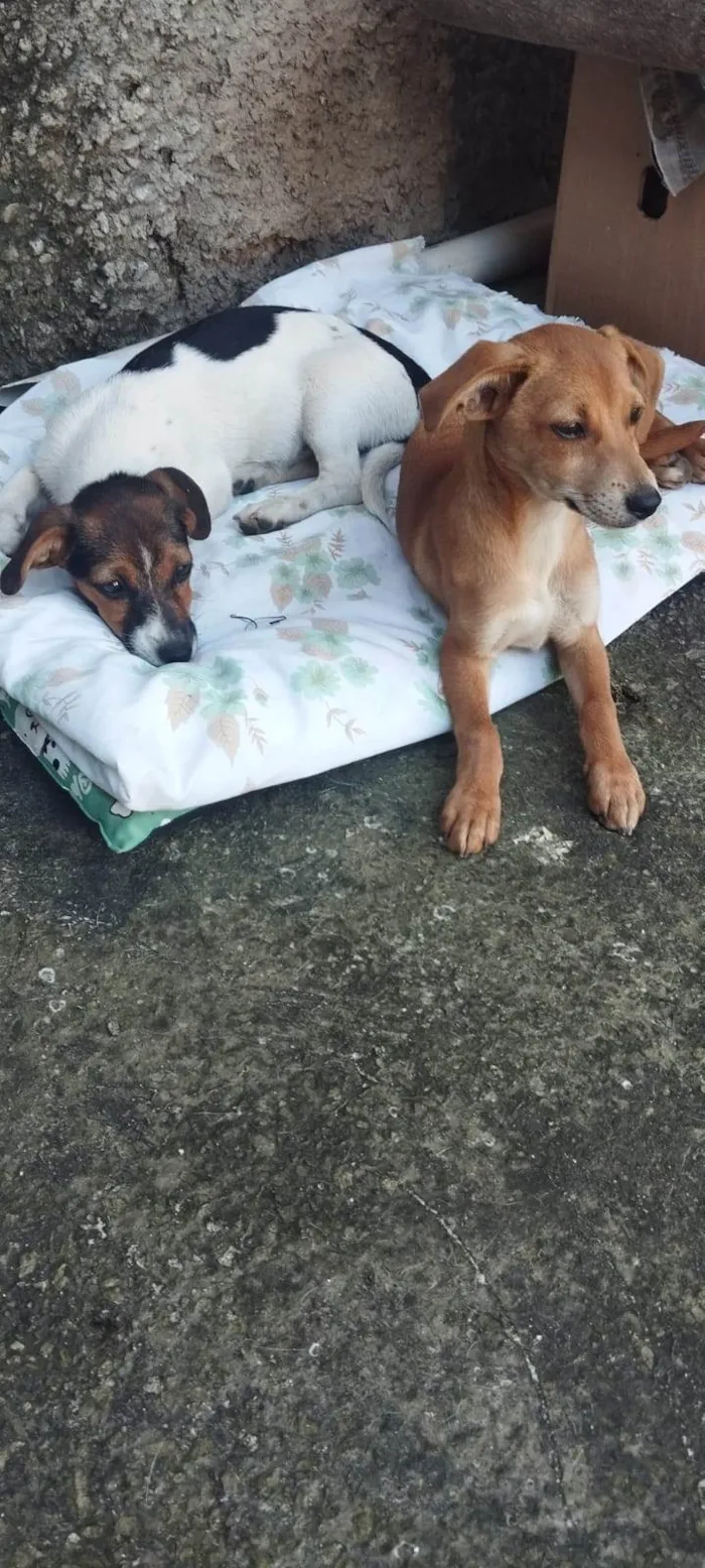 Cachorro ra a SRD-ViraLata idade 2 a 6 meses nome Branquinha e Amarelinha 