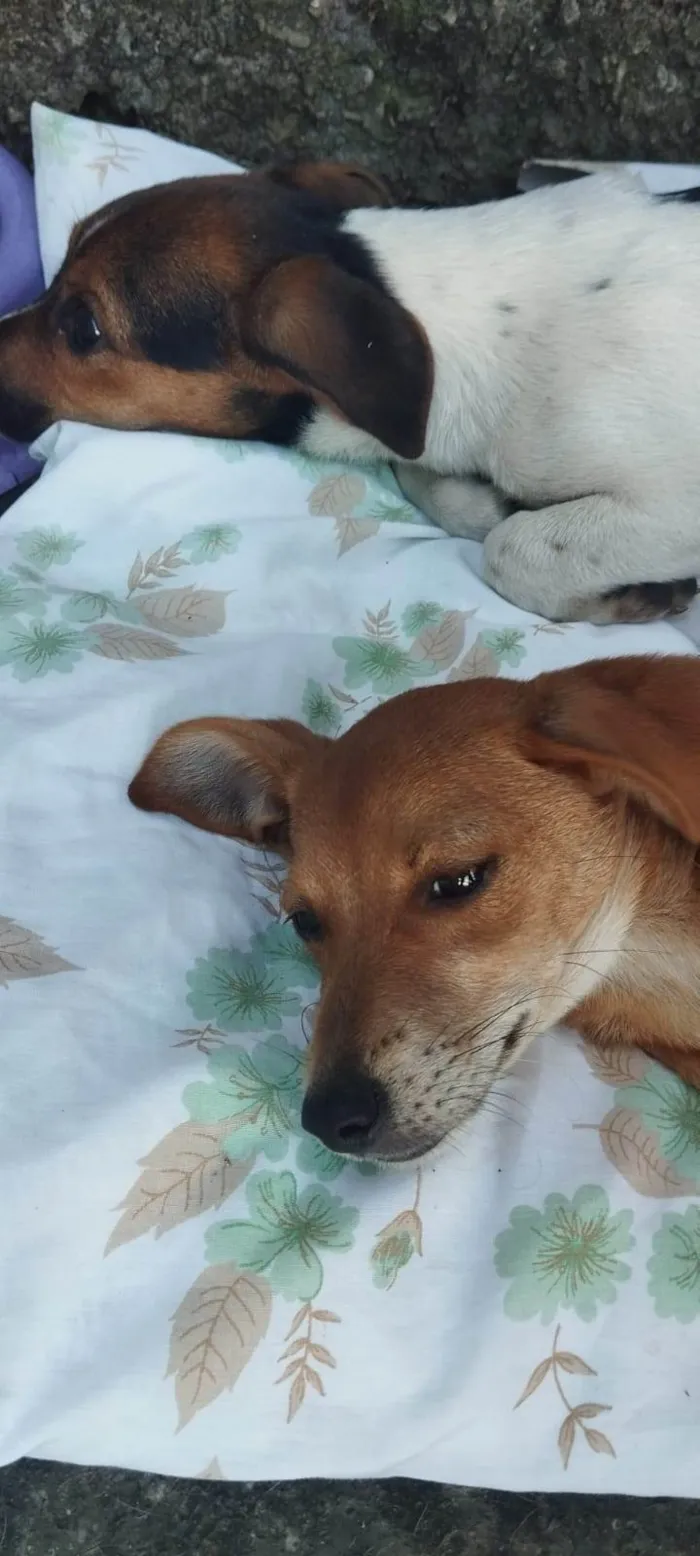 Cachorro ra a SRD-ViraLata idade 2 a 6 meses nome Branquinha e Amarelinha 